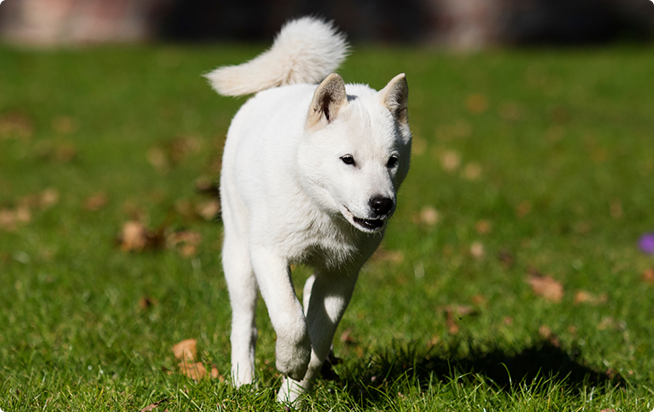 北海道犬ってどんな犬 性格としつけ方 アクサダイレクトのペット保険
