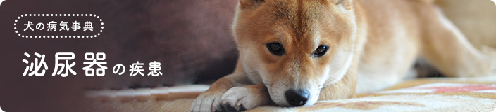 尿路結石症 犬の病気事典 アクサダイレクトのペット保険