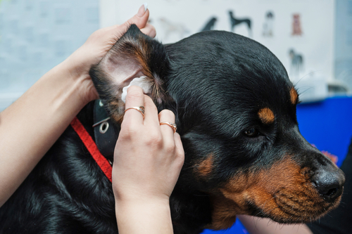 犬がかかりやすい病気 外耳炎 の原因って 正しい予防と治療方法 アクサダイレクト