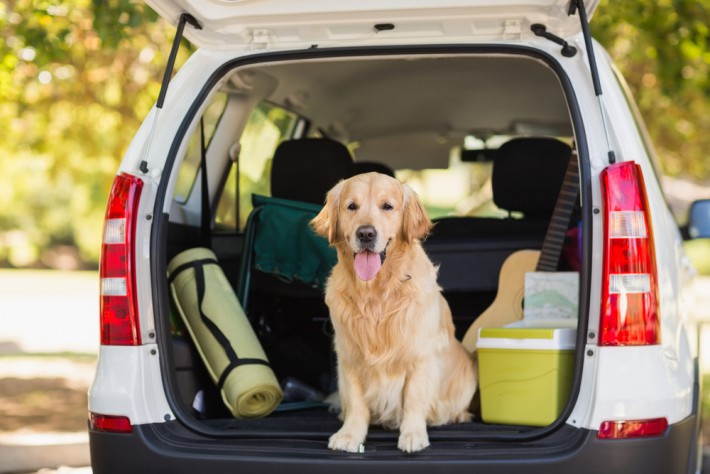 犬の車酔いを予防するには ペットとの旅行を最大限楽しむために