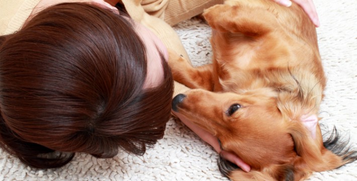 犬の生理の症状や期間って 対処方法と出血する病気との見分け方