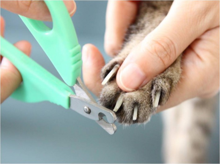 獣医さん直伝 愛猫の爪切りは ちょい切りルール で簡単に