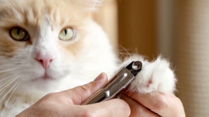 獣医さん直伝 愛猫の爪切りは ちょい切りルール で簡単に アクサダイレクト
