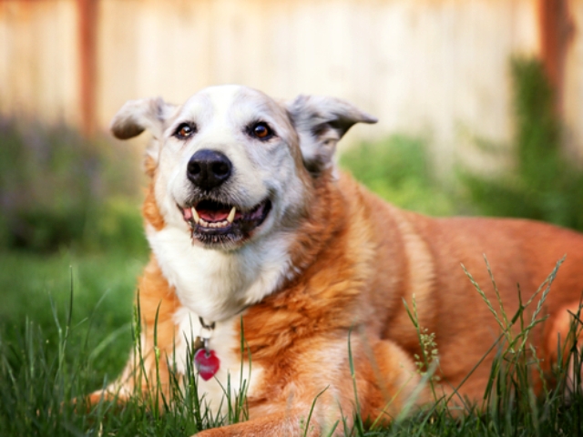老犬 高齢犬 のケアの基本 健康診断でかかりやすい病気をチェック