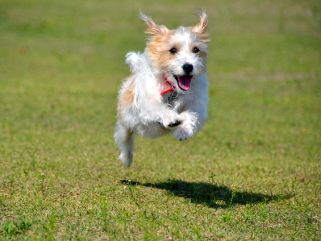 最新21年版 犬の人気の名前ランキングをオス メス別に発表 アクサダイレクト