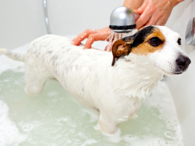 犬が体をかく8つの理由 その症状 皮膚炎へつながることも 皮膚炎 前編