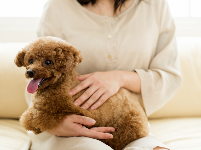 愛犬を 皮膚病 から守るために 知っておきたい予防と治療法 皮膚炎 後編