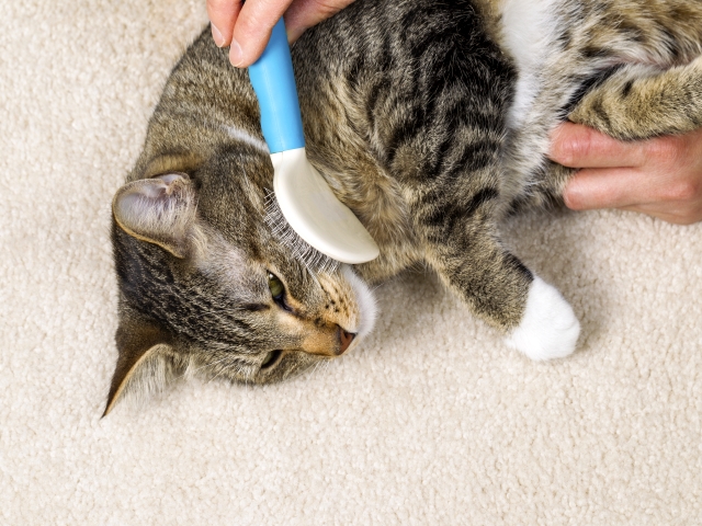 猫が吐くと原因からみる病気のリスク 毛玉以外や頻回嘔吐には注意を アクサダイレクト