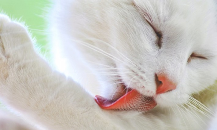 猫が吐くと原因からみる病気のリスク 毛玉以外や頻