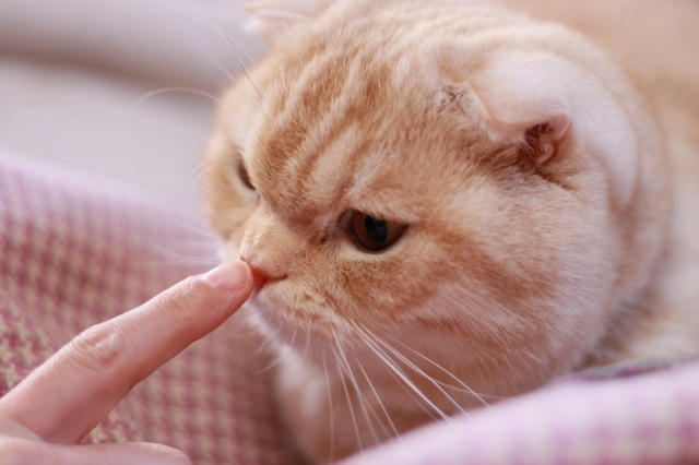 猫のくしゃみや咳にはどんな原因があるの 花粉症などの症状と対処法 アクサダイレクト