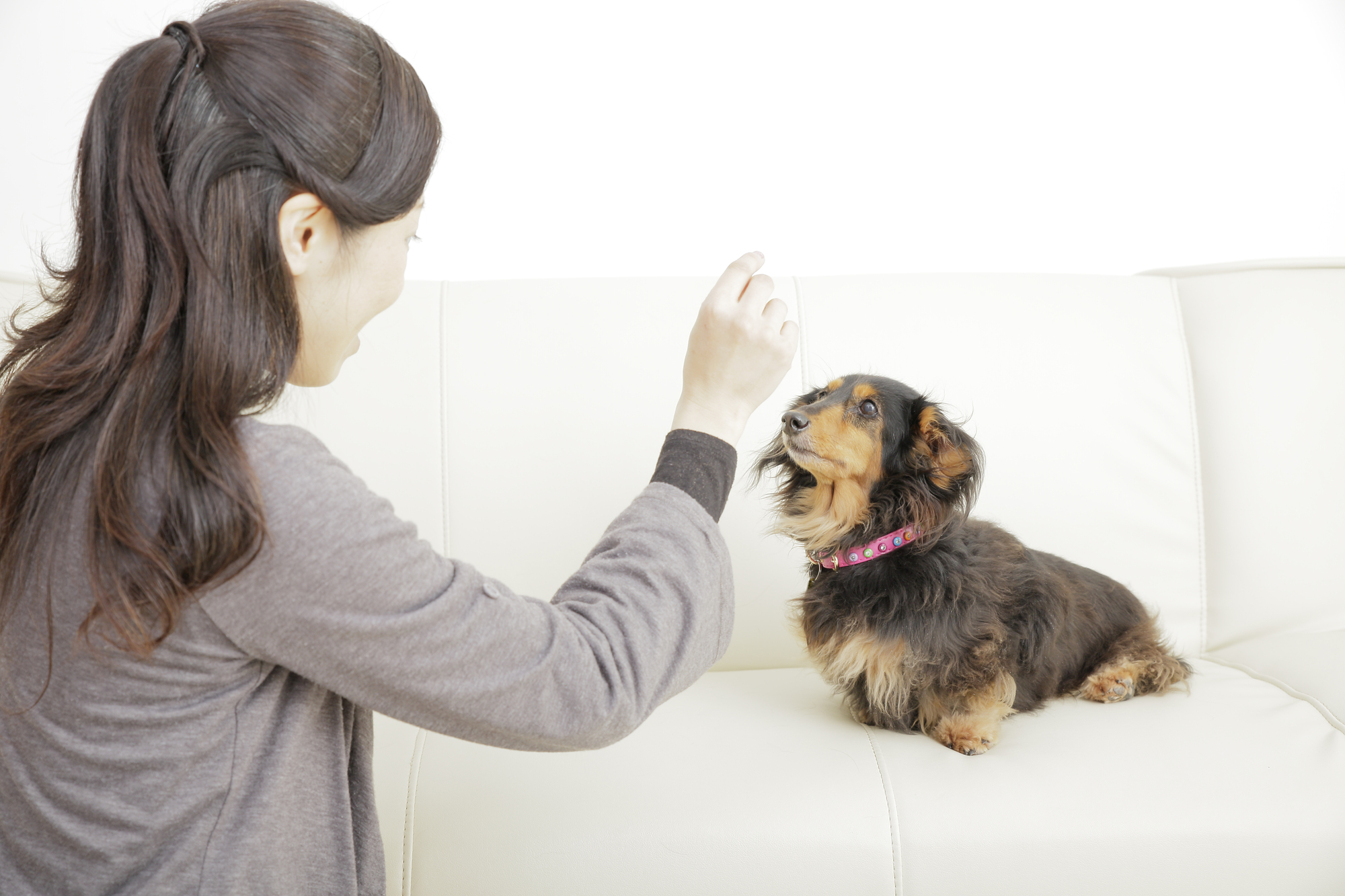 犬の誤飲 誤食を防ぐために 安全に応急処置できる対処法一覧付き アクサダイレクト