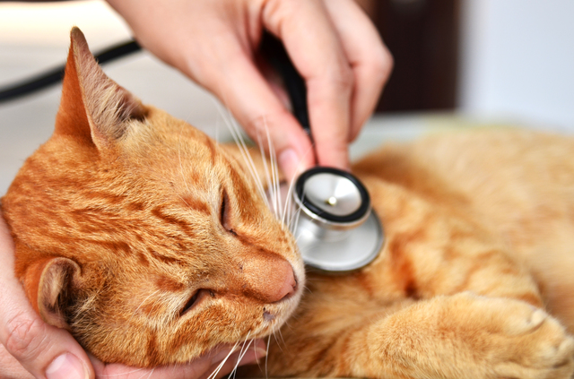 猫を感染症から守るワクチン接種 種類 費用 副作用のリスクは アクサダイレクト