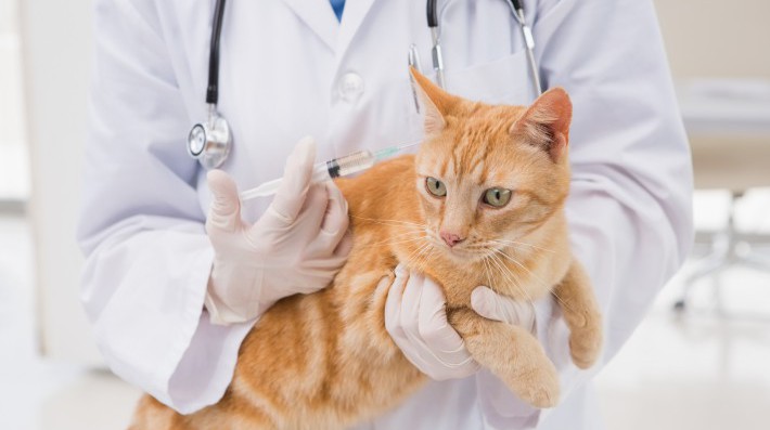 猫を感染症から守るワクチン接種 種類 費用 副作用のリスクは