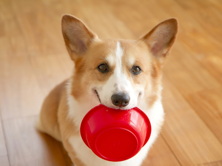 ドッグフードの正しい選び方 愛犬の健康と成長のために