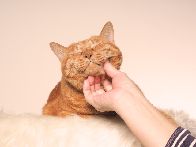 猫が ゴロゴロ と喉を鳴らす理由 人間に健康効果もあるって本当 アクサダイレクト