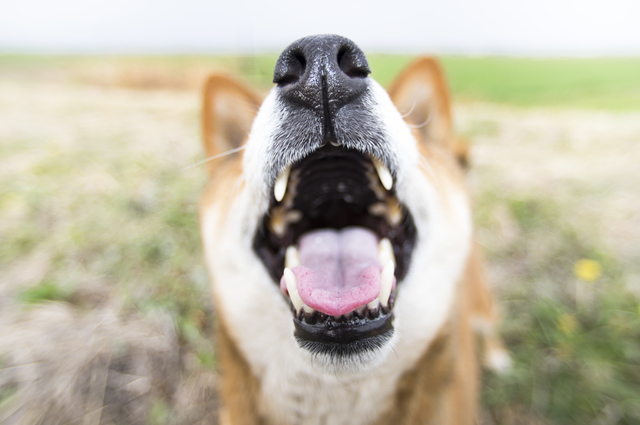 犬も歯周病にかかる 主な症状 治療法と上手に歯磨きをするコツ アクサダイレクト