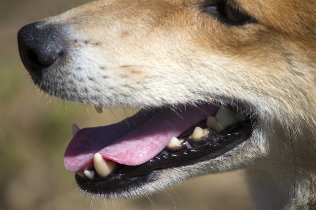 犬も歯周病にかかる 主な症状 治療法と上手に歯磨きをするコツ