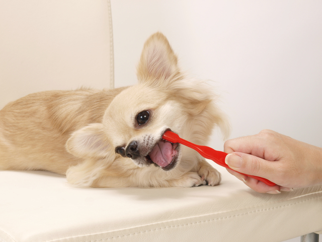犬も歯周病にかかる 主な症状 治療法と上手に歯磨きをするコツ
