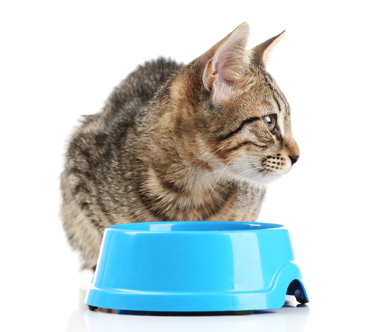 猫が水を飲まない時は病気の前兆 正しい水の飲ませ方と対処方法