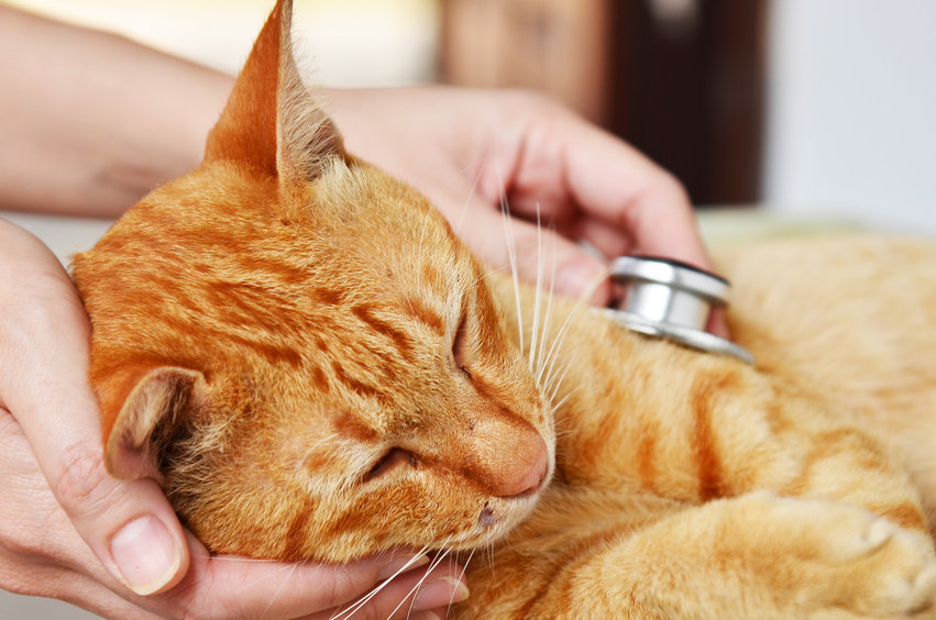 猫が水を飲まない時は病気の前兆 正しい水の飲ませ方と対処方法 アクサダイレクト