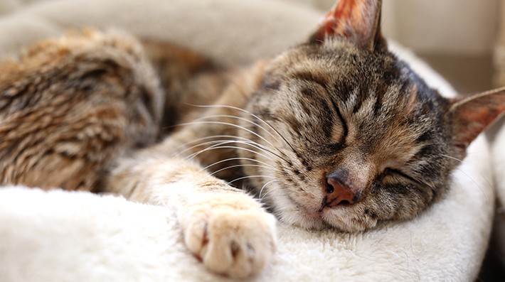 猫の夏バテにはどんな症状があるの 獣医さんがすすめる予防と対処法