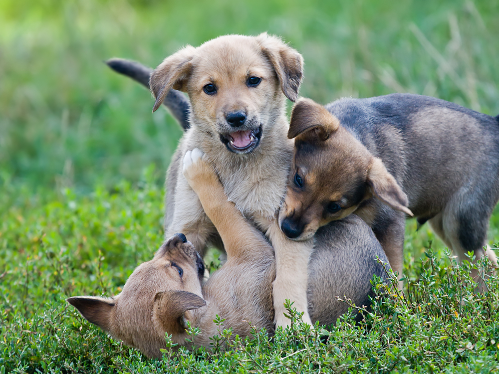 飼い犬が人を噛んだときの対処法 治療費や賠償金はどうなる
