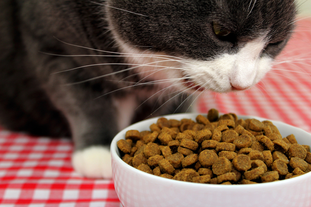 猫の餌って何がいいの？適切な食事の回数、選び方から与え方まで ...