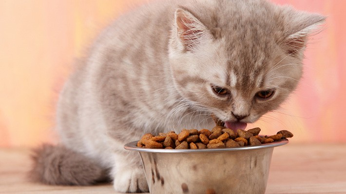 猫の餌って何がいいの 適切な食事の回数 選び方から