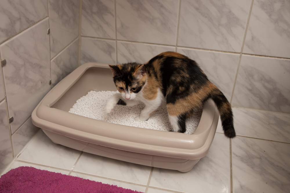 猫のトイレを置くべき場所と数 失敗の原因から正しいしつけまで アクサダイレクト