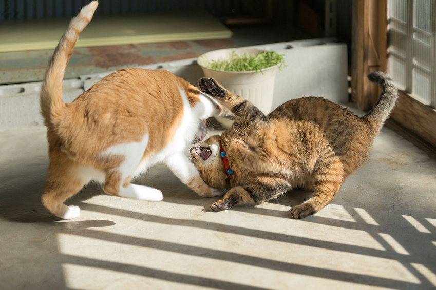 猫の多頭飼い 喧嘩やトイレに注意 2匹以上飼うときの事前準備 アクサダイレクト
