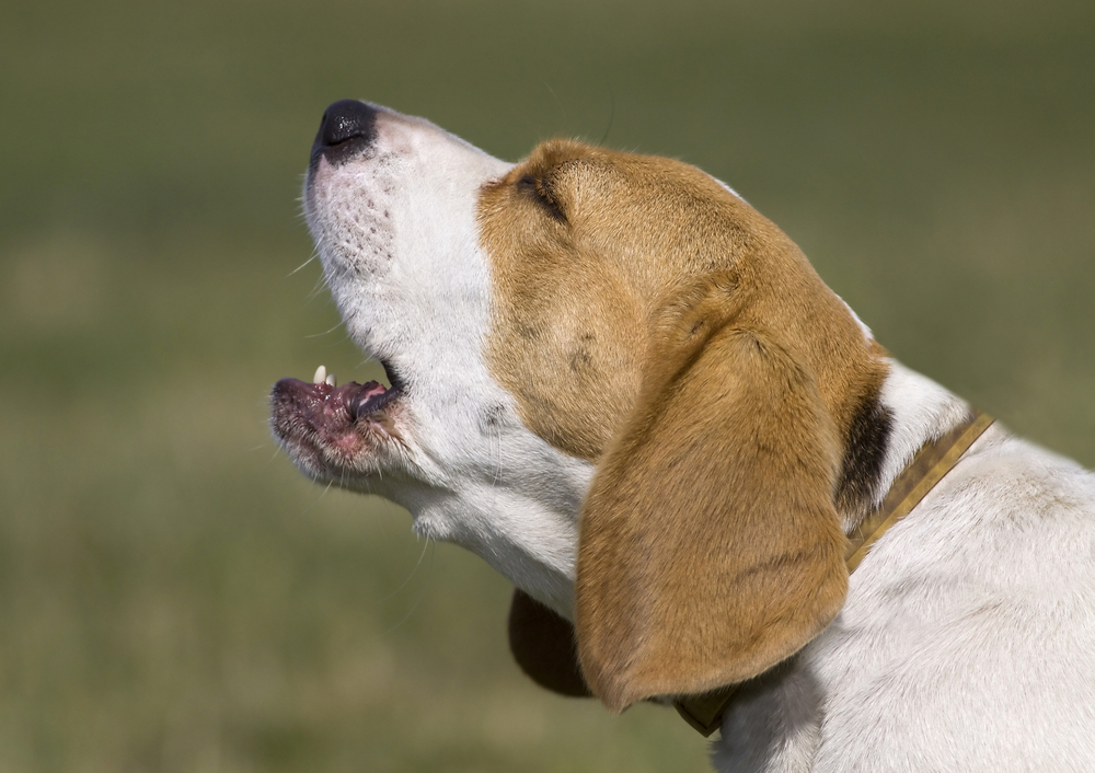 獣医さんが教える 犬の認知症の主な症状と介護 予防方法