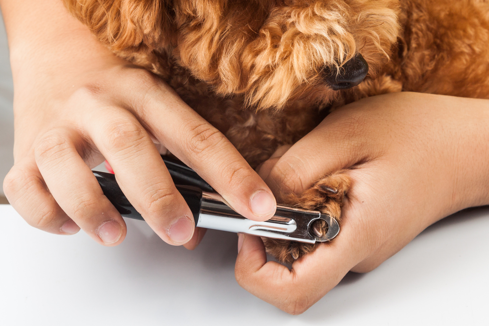獣医師が教える 犬の爪切りの方法とコツ 嫌がる犬への対処法も解説 アクサダイレクト
