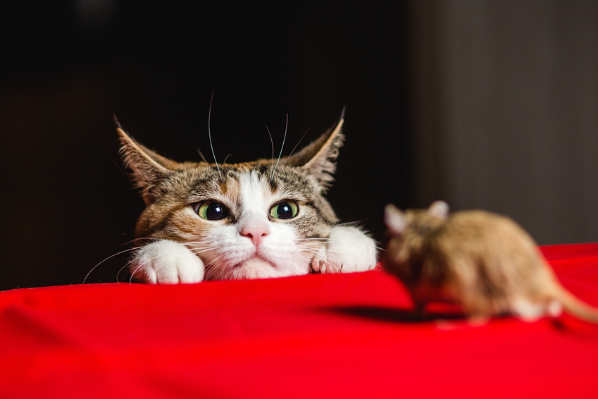 猫の噛み癖を治すには 噛みつく理由と対策方法 アクサダイレクト
