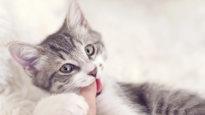 猫の噛み癖を治すには 噛みつく理由と対策方法 アクサダイレクト