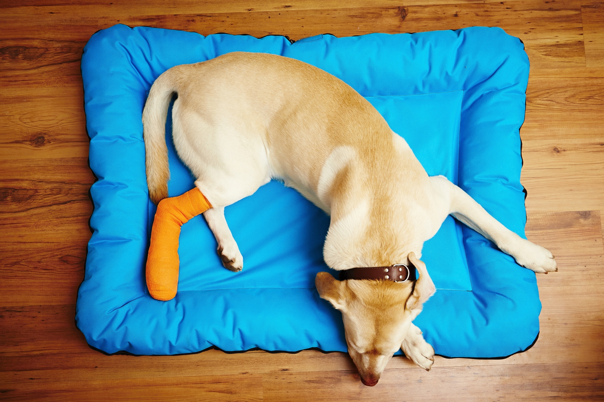 小型犬は要注意 膝蓋骨脱臼 の症状 治療費 予防方法 アクサダイレクト