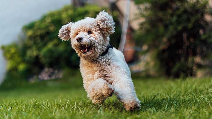 愛犬の歩き方を要チェック 小型犬に多い膝蓋骨脱臼の症状 予防対策まで アクサダイレクト