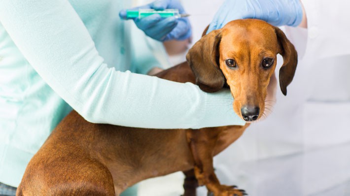 犬の予防接種 狂犬病 混合ワクチンの種類と費用
