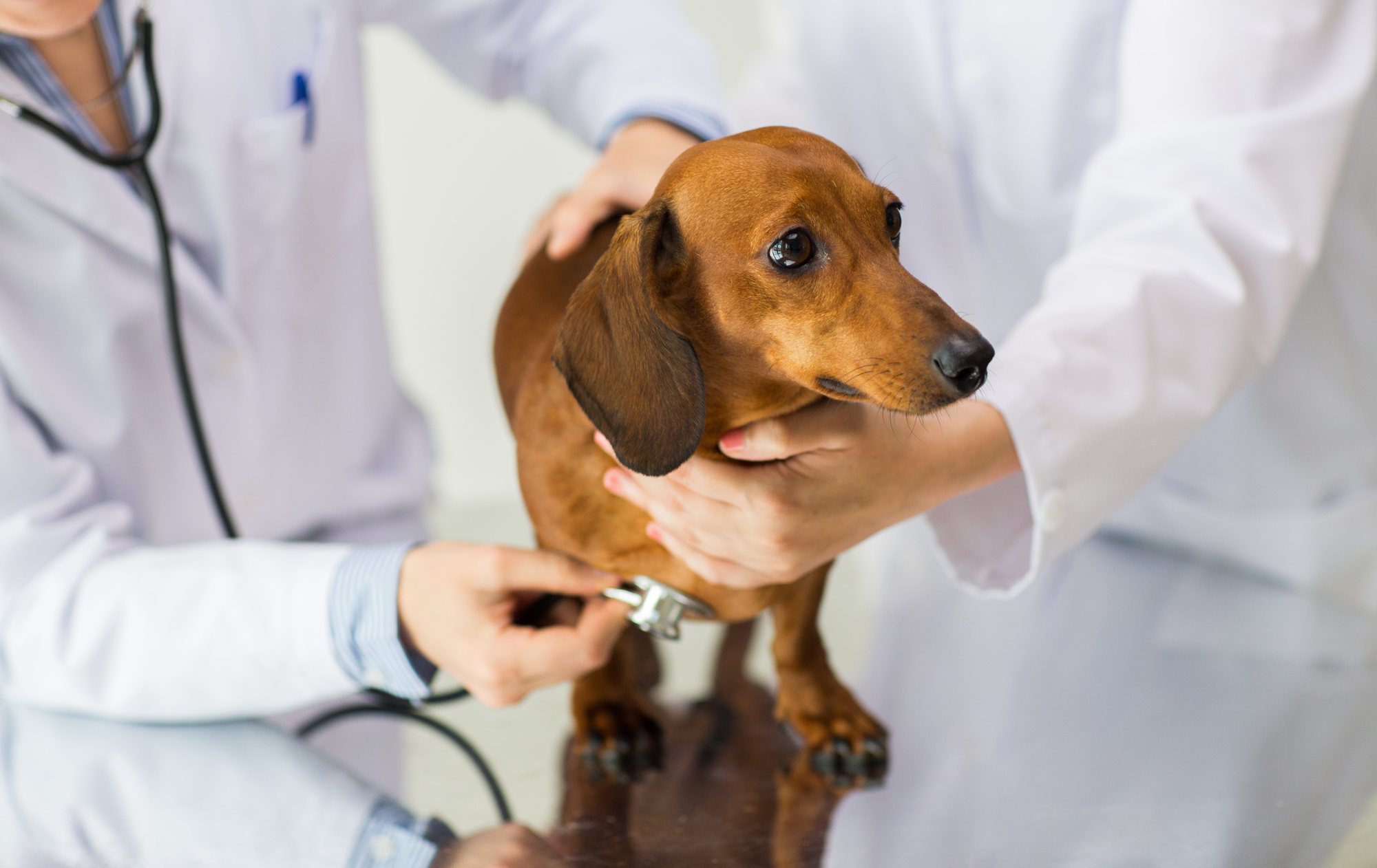 犬の下痢の原因と対処法を獣医師が解説 嘔吐 血便には要注意 アクサダイレクト