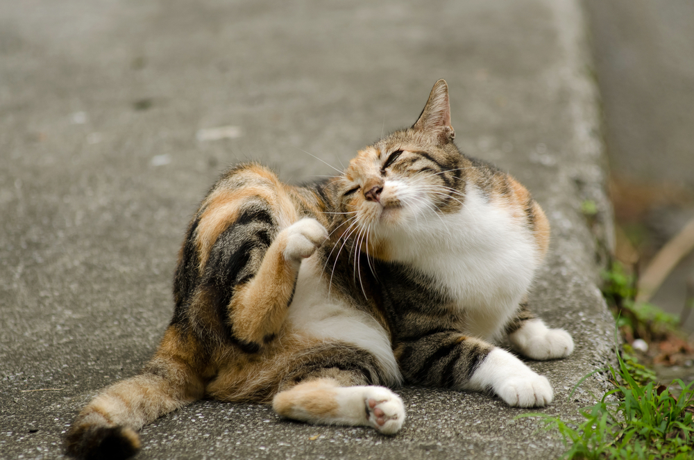 猫のノミ対策 効果的な予防法と早期駆除のポイント アクサダイレクト