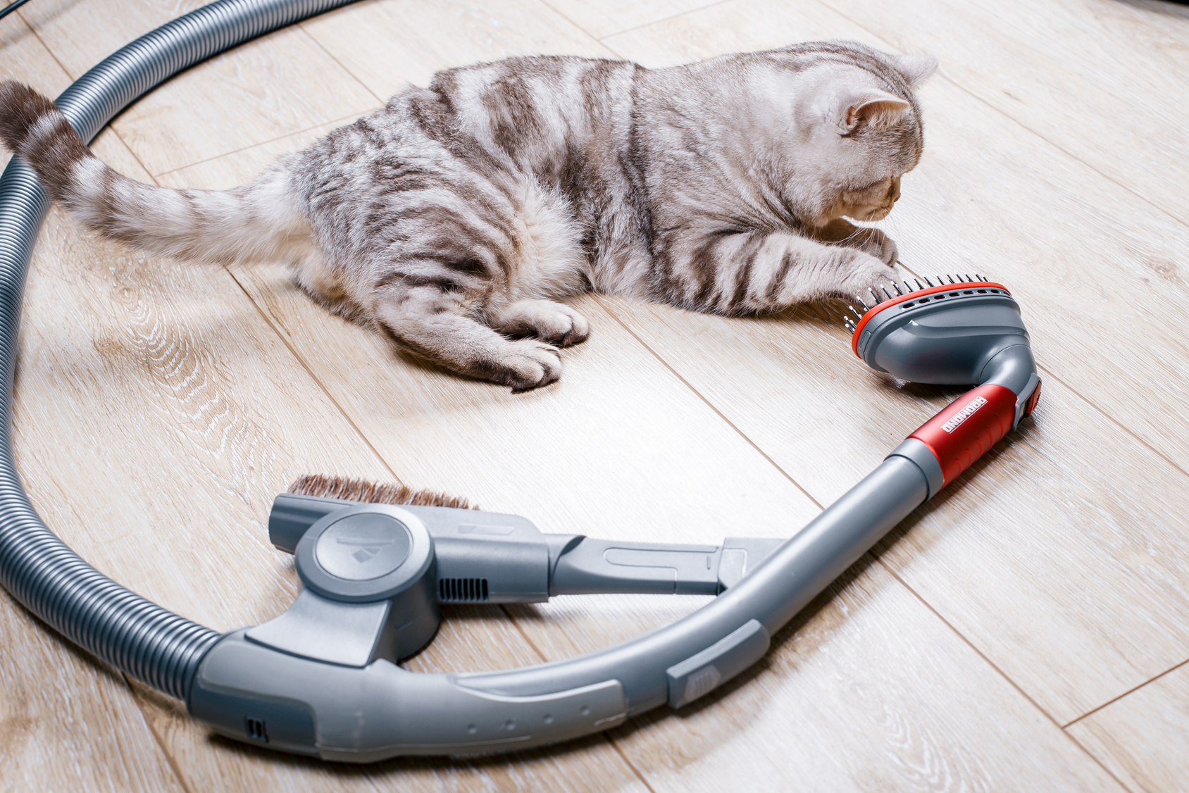 猫のノミ対策 効果的な予防法と早期駆除のポイント アクサダイレクト