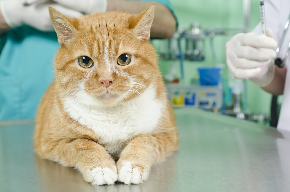 獣医さんに聞く 猫の腎臓病 原因 症状 治療について