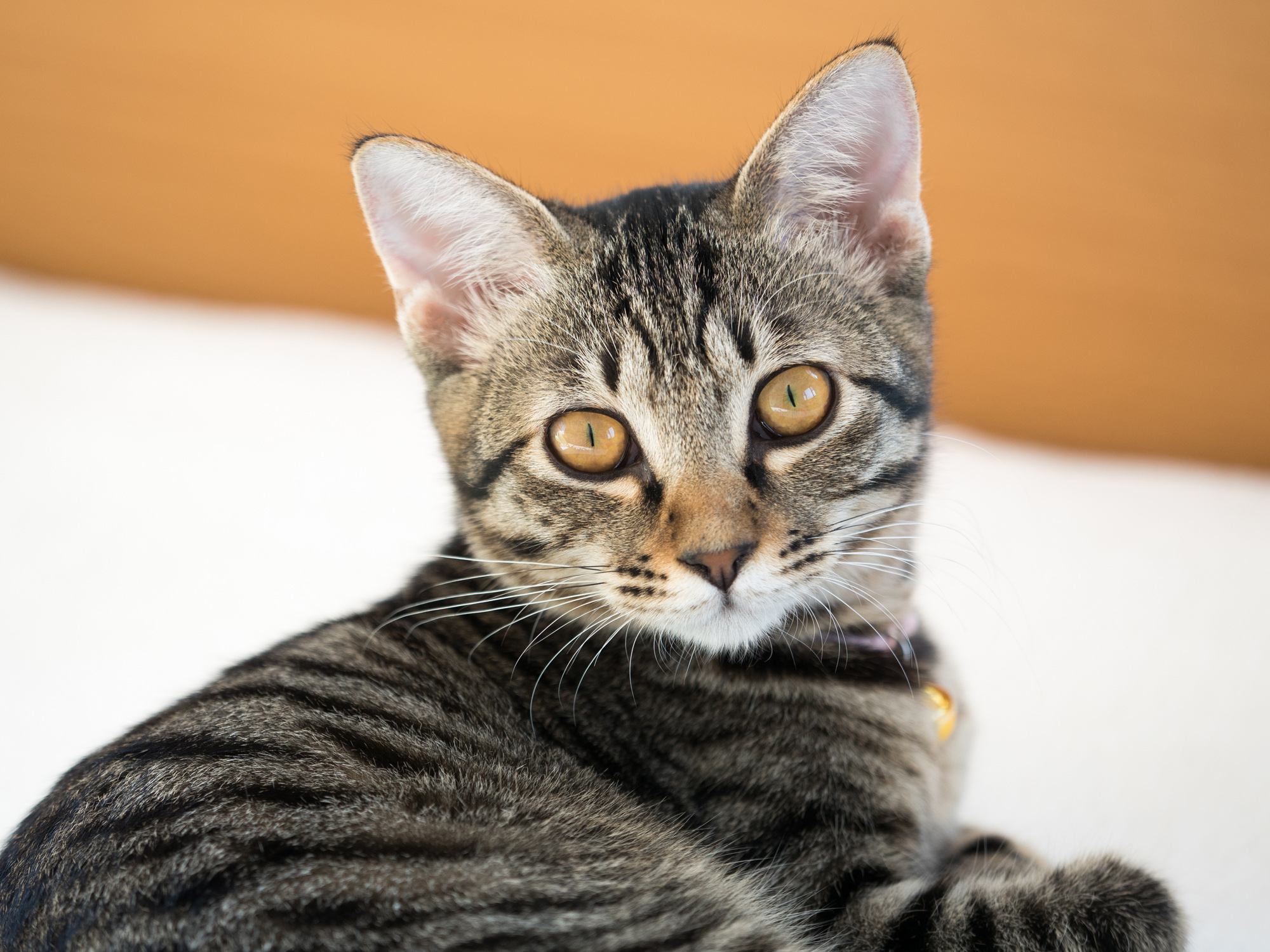人気no 1の猫は何 人気猫種類ランキングを発表 アクサダイレクト