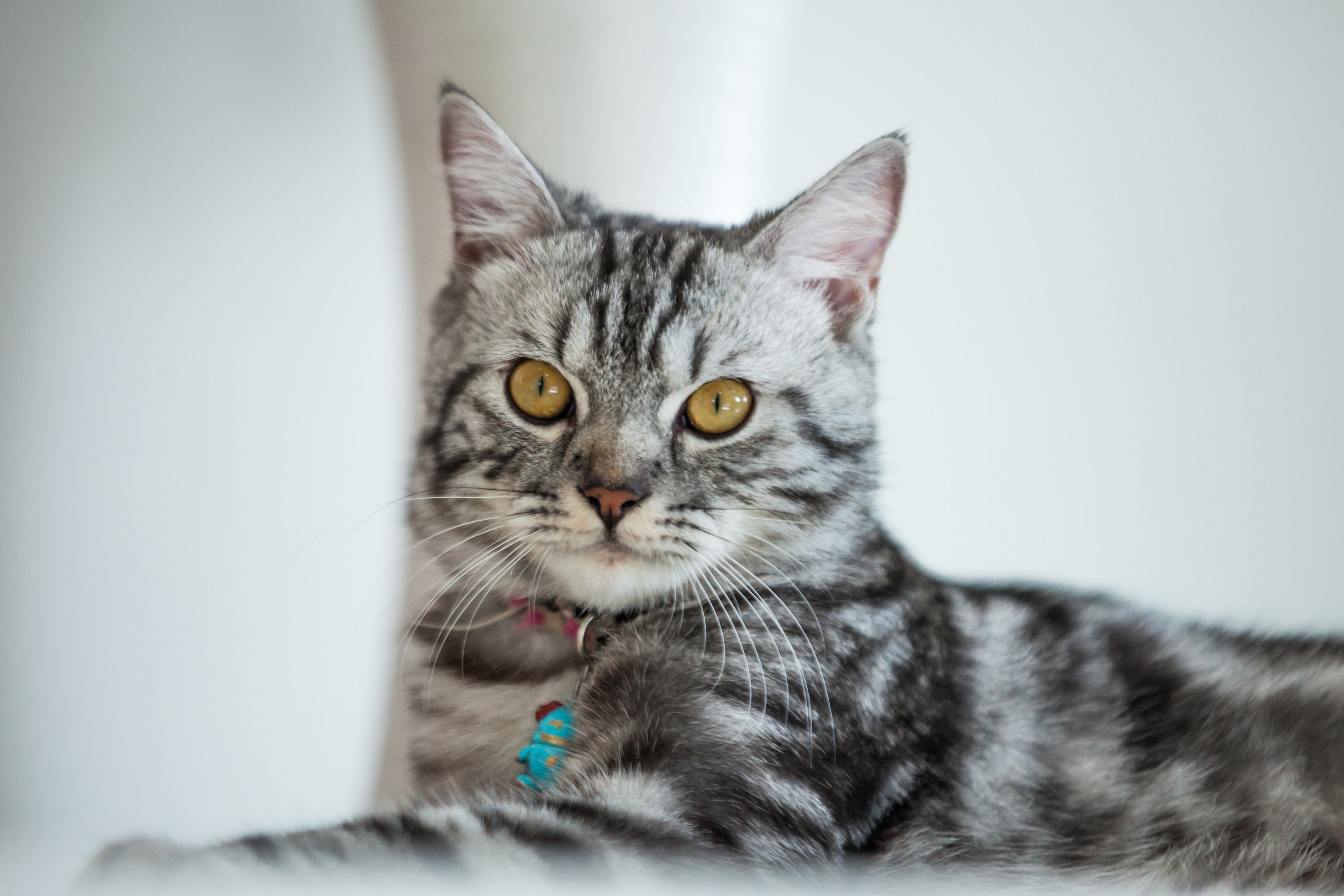 21年人気猫種ランキングを発表 どの品種が人気なの アクサダイレクト