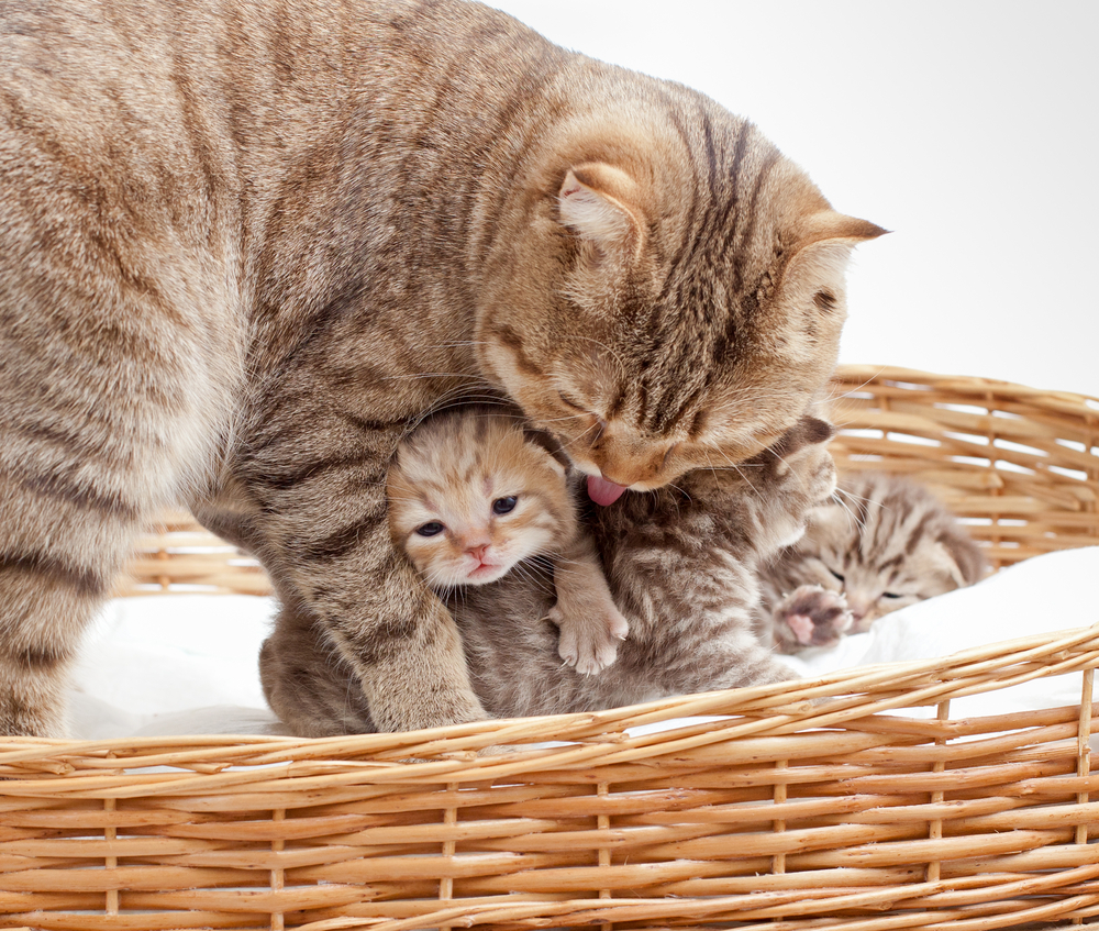 愛猫が ママ になる 猫の妊娠 出産
