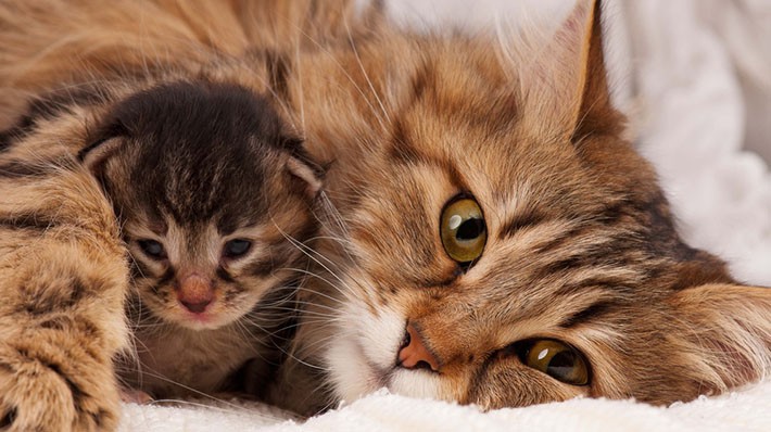 愛猫が ママ になる 猫の妊娠 出産