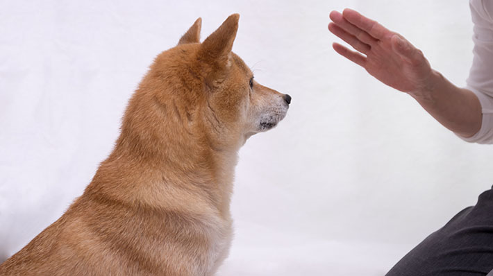 大切な愛犬のしつけ トイレ 散歩などのしつけを学ぼう