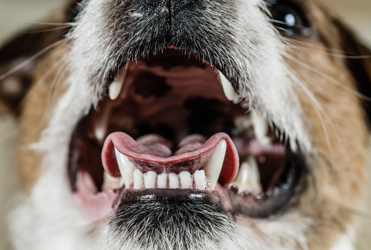獣医さんが紹介する 犬の口臭がひどい 4つの原因と自宅でできるケアは アクサダイレクト
