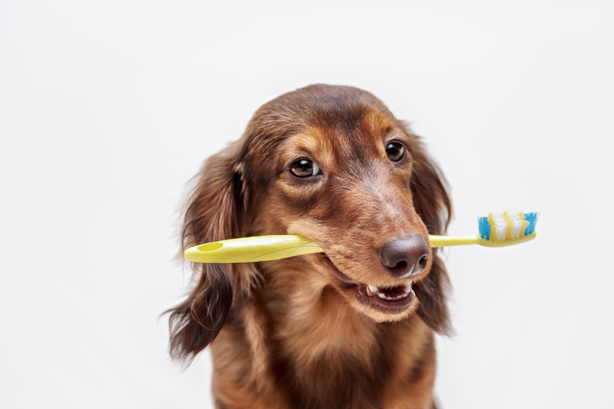獣医さんが紹介する 犬の口臭がひどい 4つの原因と自宅でできるケアは