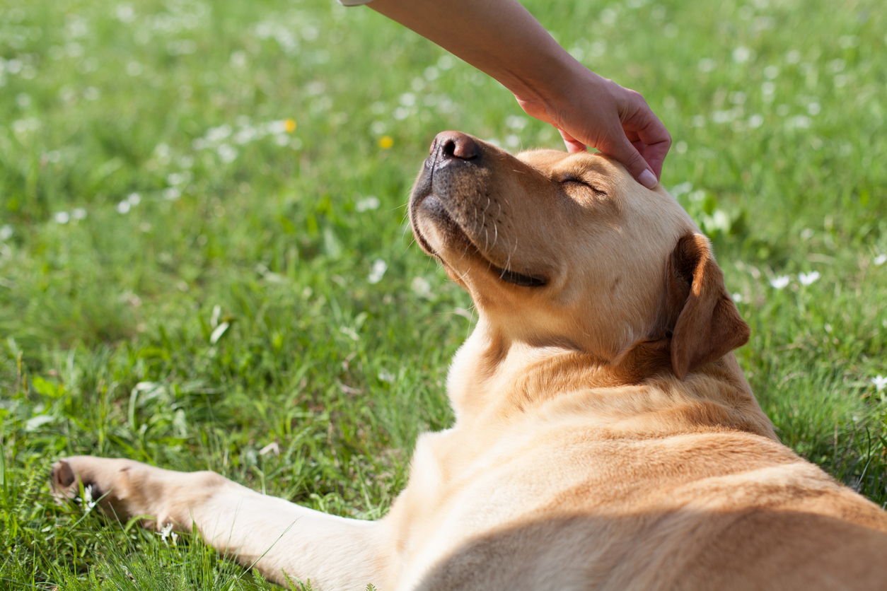獣医さんが紹介する 犬の口臭がひどい 4つの原因と自宅でできるケアは