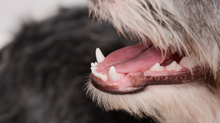 獣医さんが紹介する 犬の口臭がひどい 4つの原因と自宅で